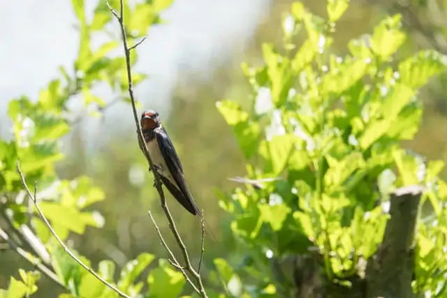 barn swallow