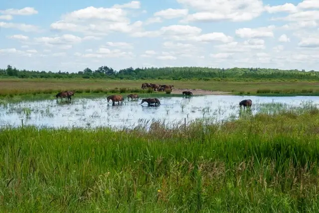 fjord horses