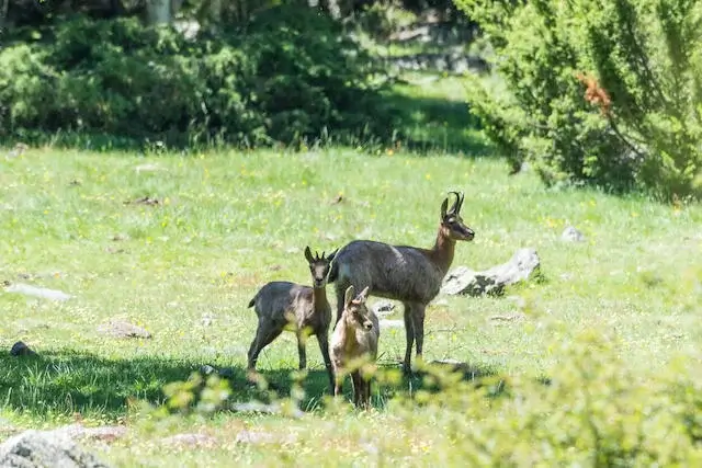 spaanse steenbok met twee jongen