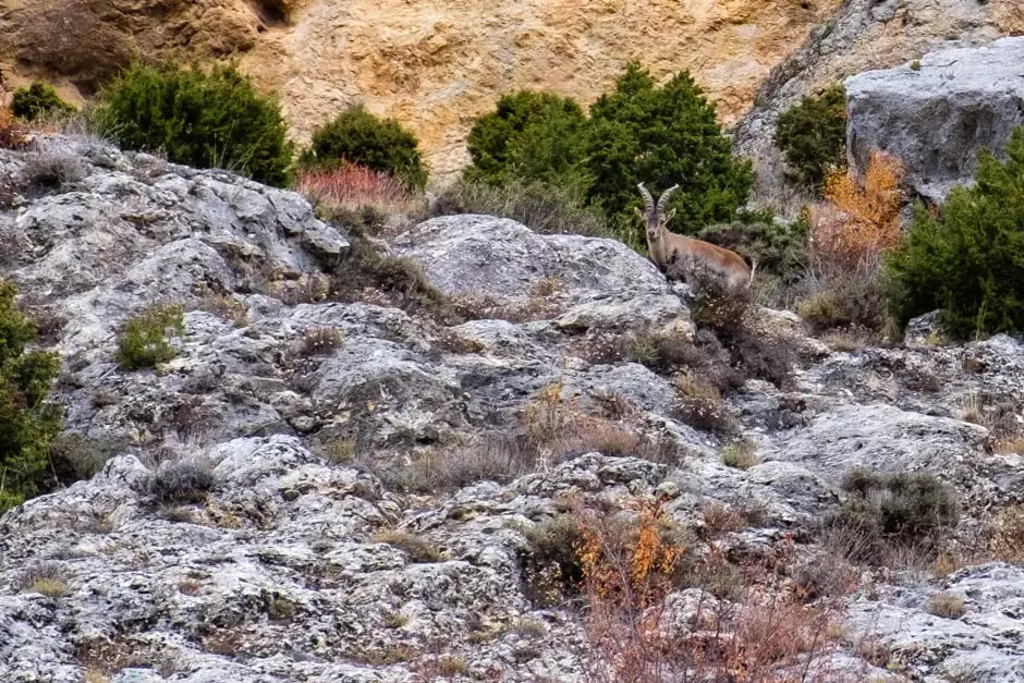 iberische steenbok