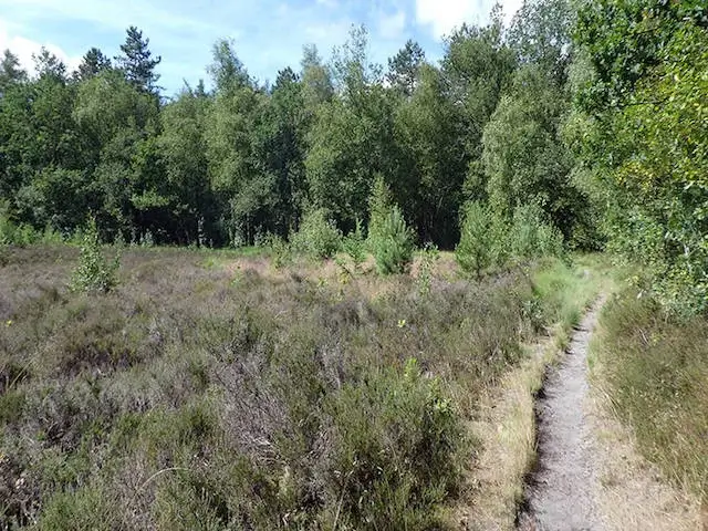 mooi pad langs de heide