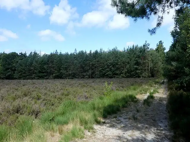 zicht op de dennenbossen van de ruinen