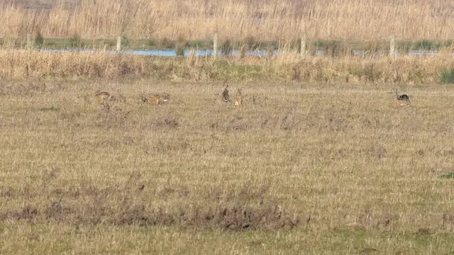 reeën in natuurgebied de vogel