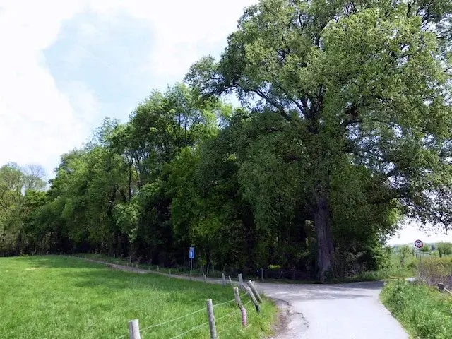 aan het Schaandertbosje met een zeldzame steeliep