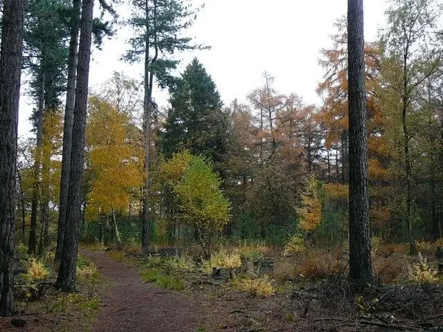 bospad in natuurgebied huis ter heide