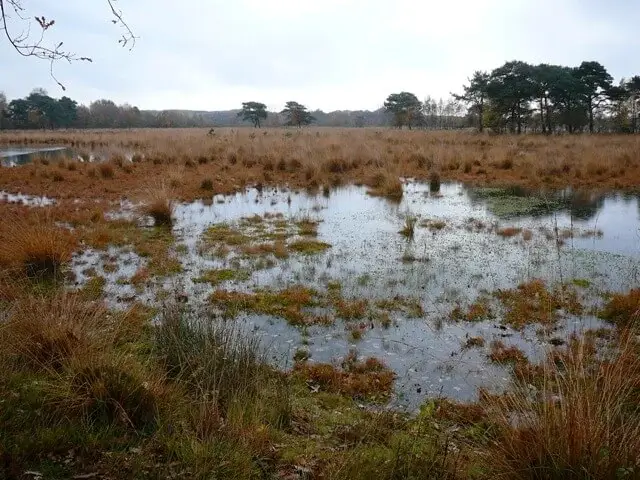 ven in huis ter heide