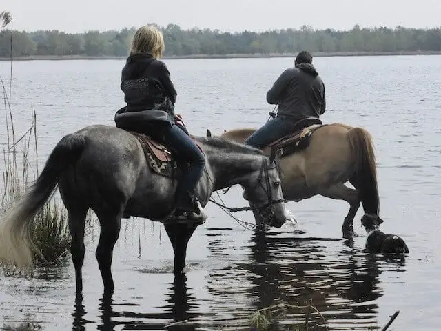 paarden drinken uit het flaesven