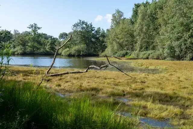 Walking through heath and forest in nature reserve De Liereman