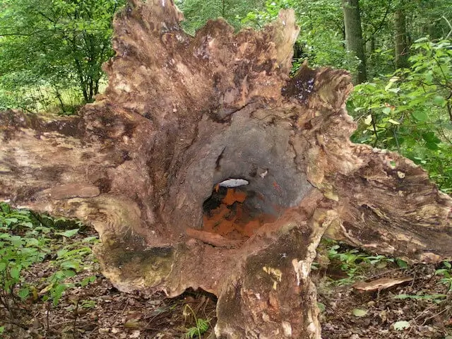 holle boom langs de beerze