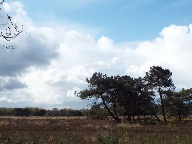heidegebied bij de bunthorst
