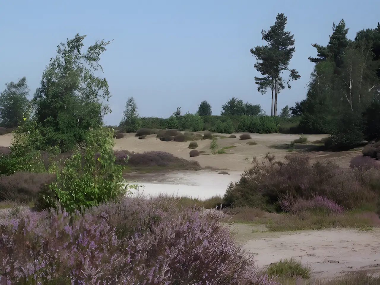 heide aan het reindersmeer