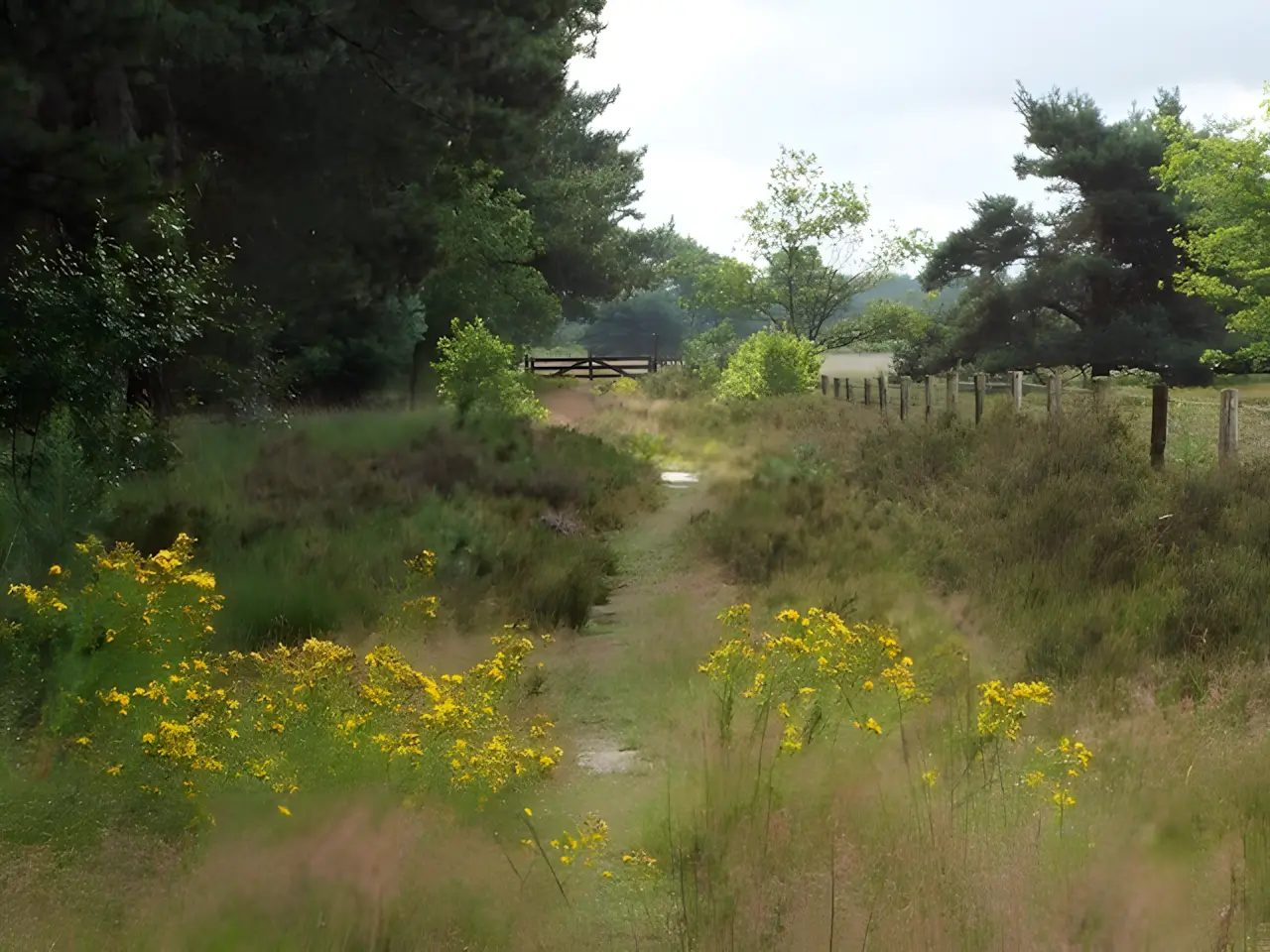 natuurgebied Zwartwater