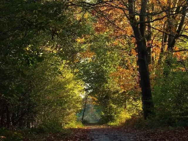 pad door het vresselsbos