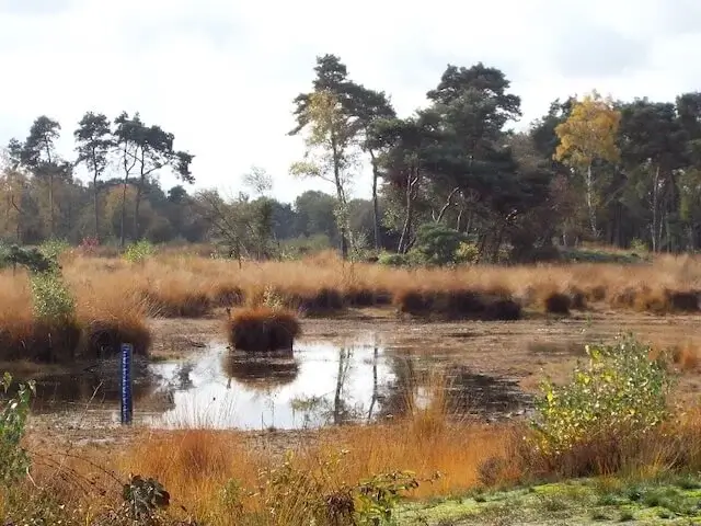 een van de kleine vennen bij de hazenputten