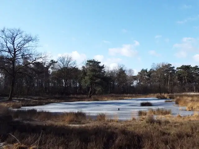 klein vennetje in het bos