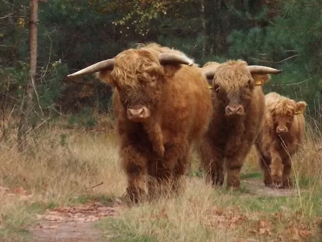 schotse hooglanders