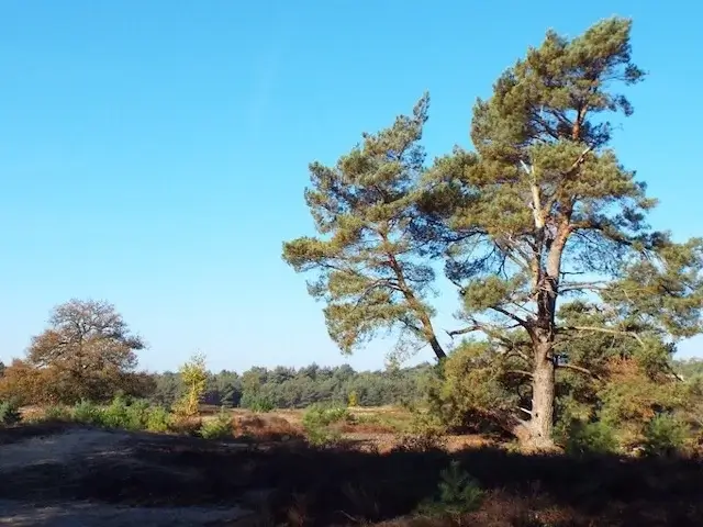 de ullingse bergen