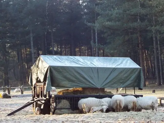 bijvoeren van de schapen