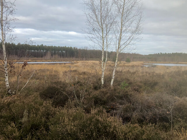 Averbode Forest and Heather
