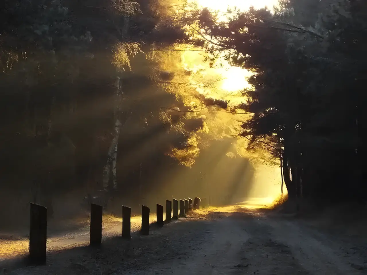 de nederheide in de vroege uurtjes