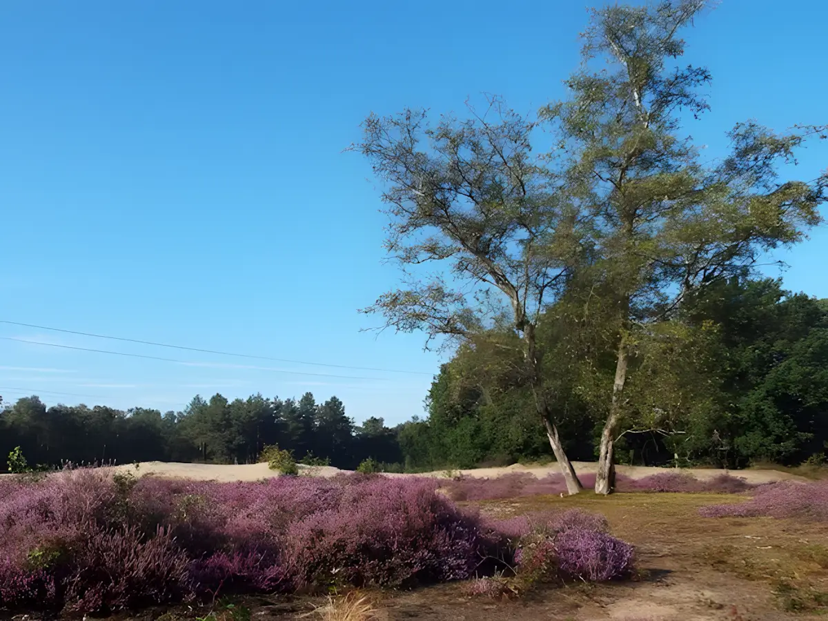 heidegebied bij de slabroekse bergen