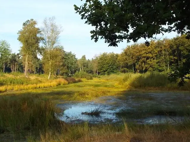 het esven