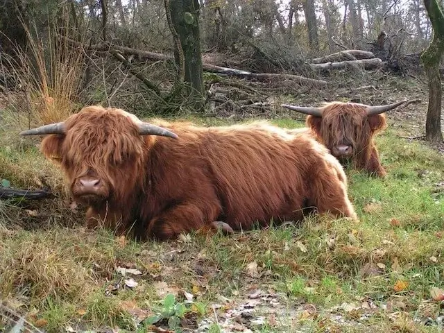 schotse hooglanders