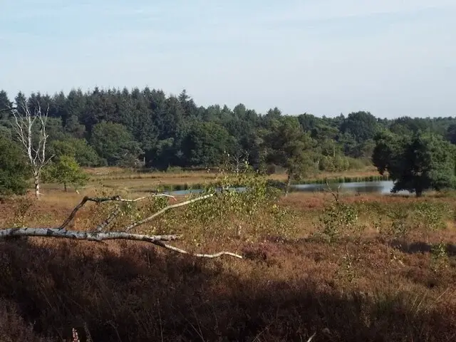 het quin