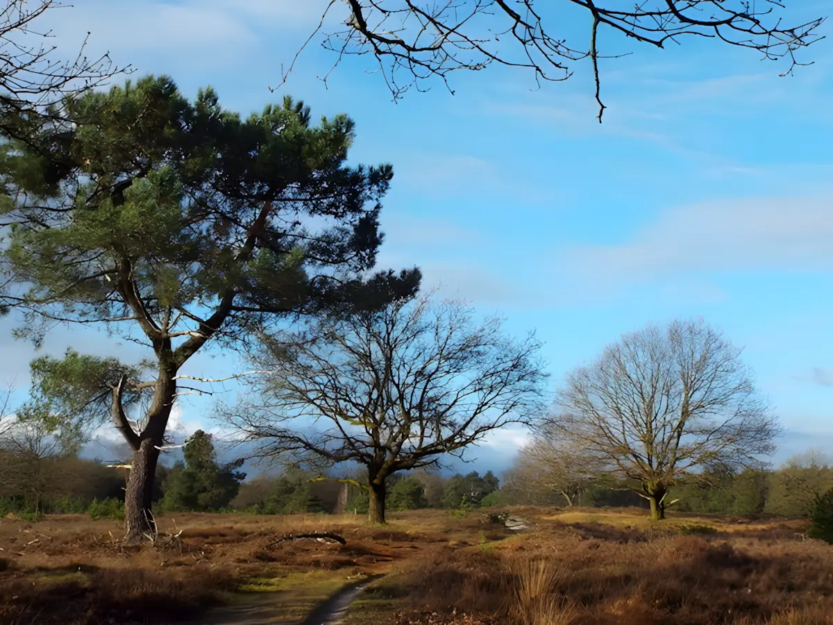 munseheide