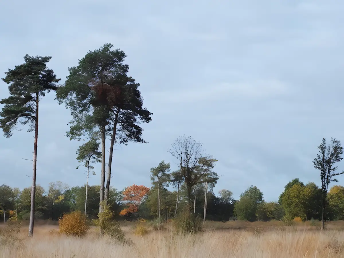 de grote cirkel