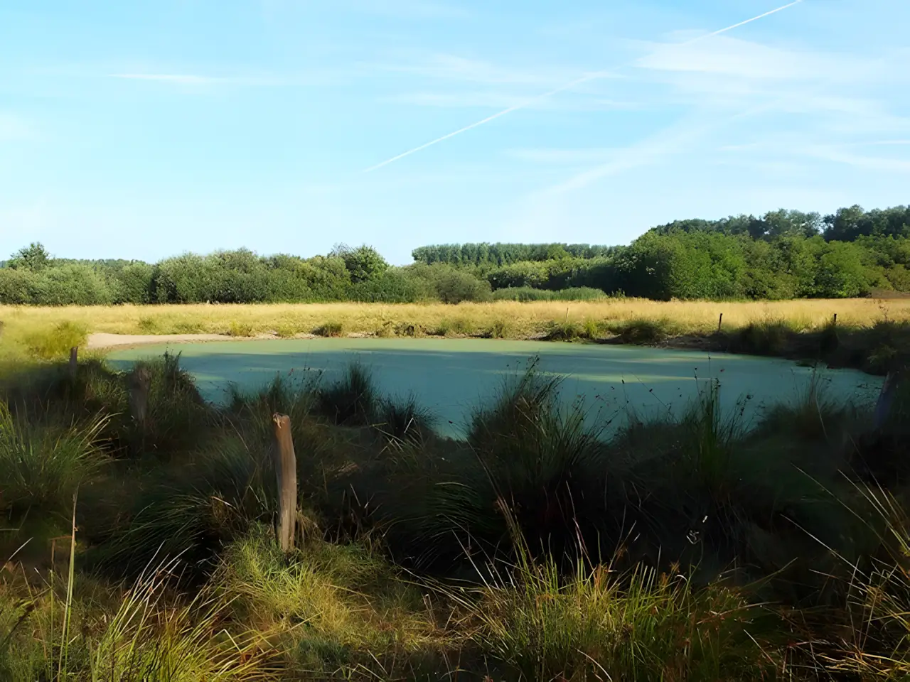 poel in het hezelaarsbroek