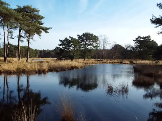 de ravenvennen