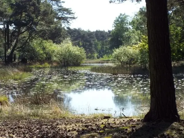 de ravenvennen in een ander seizoen