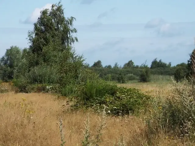 het kwakvors