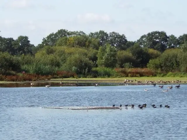 peelven het kwakvors