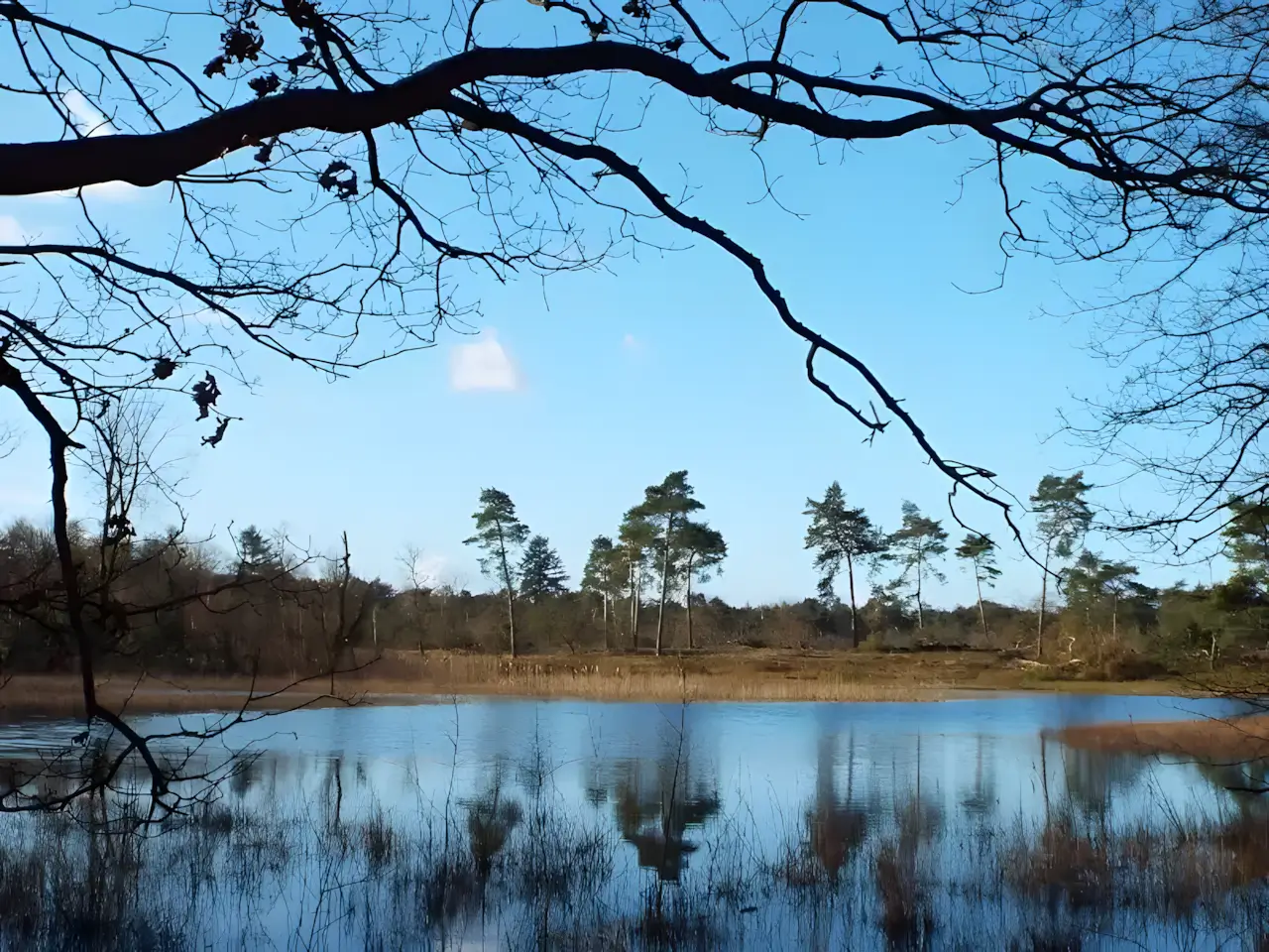 waterplas in het weerterbos