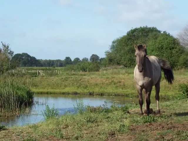 paard aan de tungelroyse beek