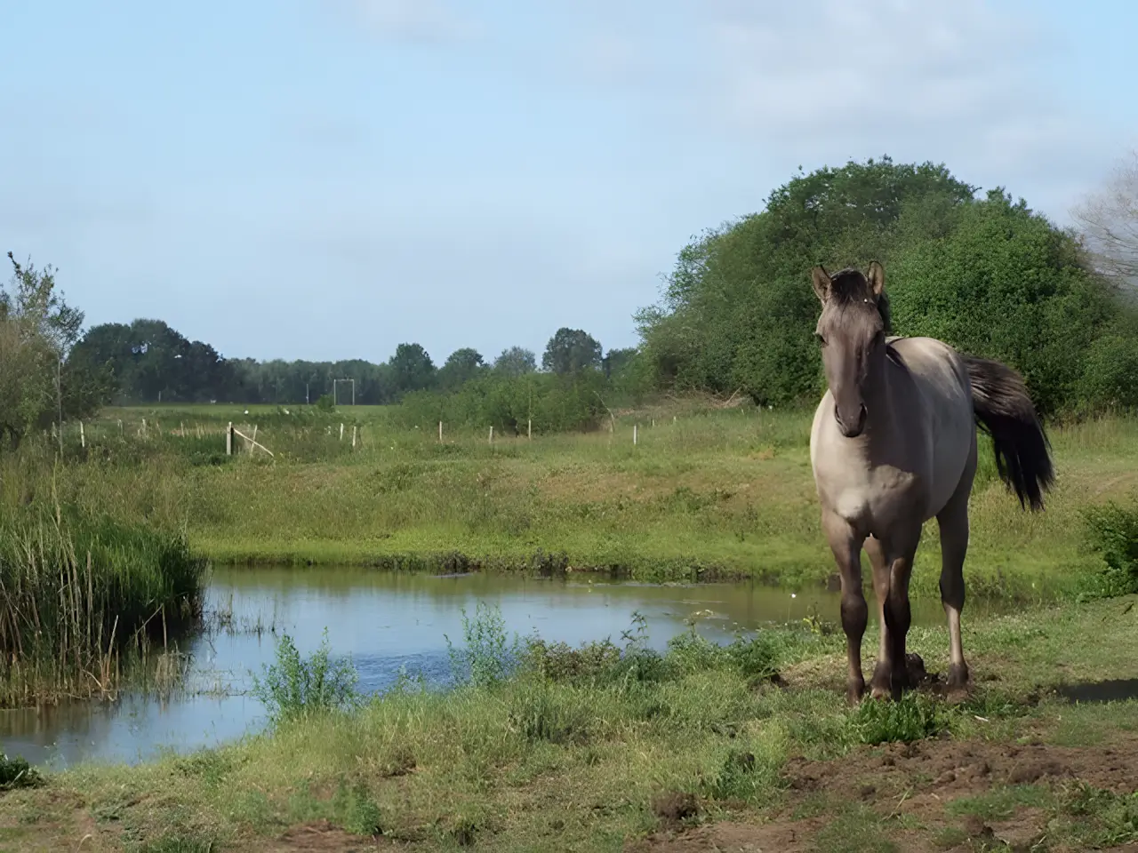 paard aan de tungelroyse beek