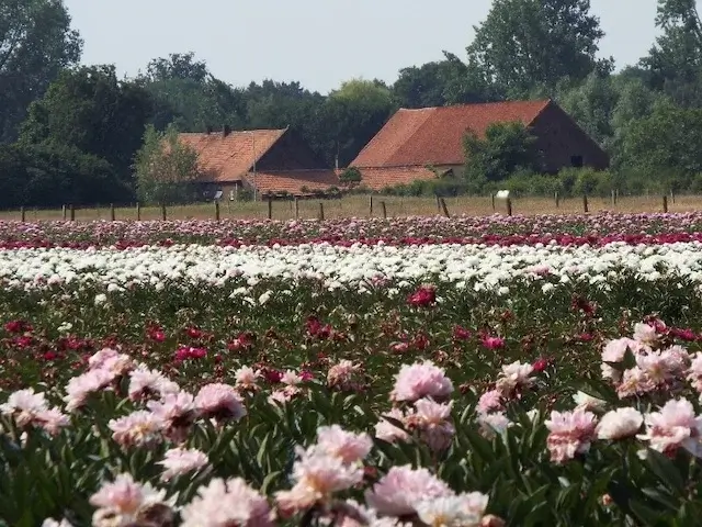 bloemkwekerij met op de achtergrong het heijerhof