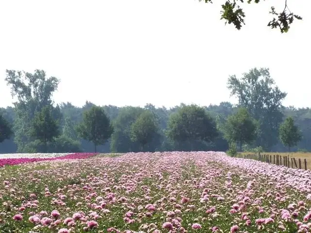 kwekerij tuinplanten