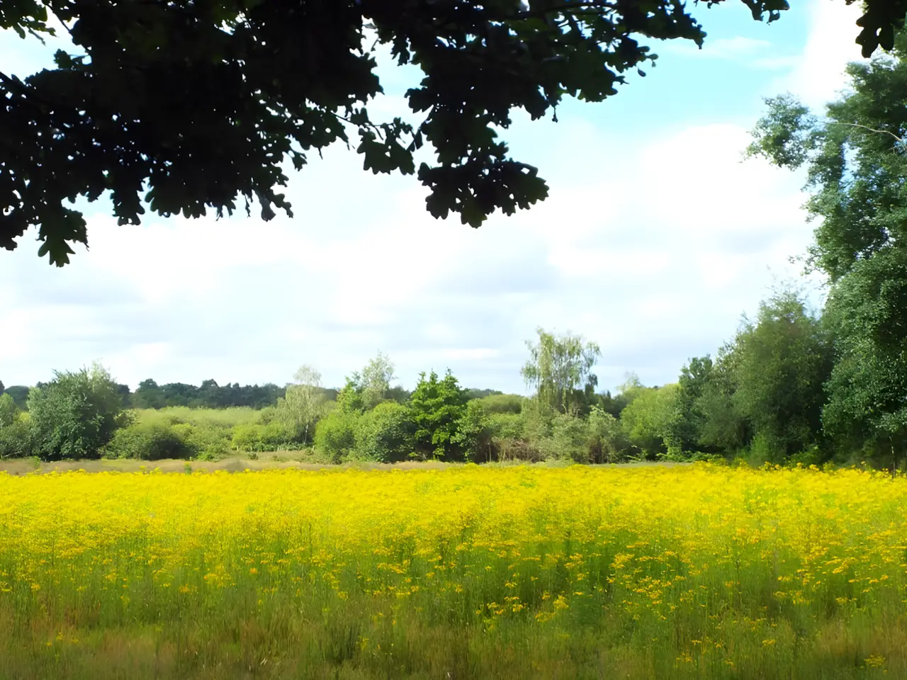 grasland in de grote moost