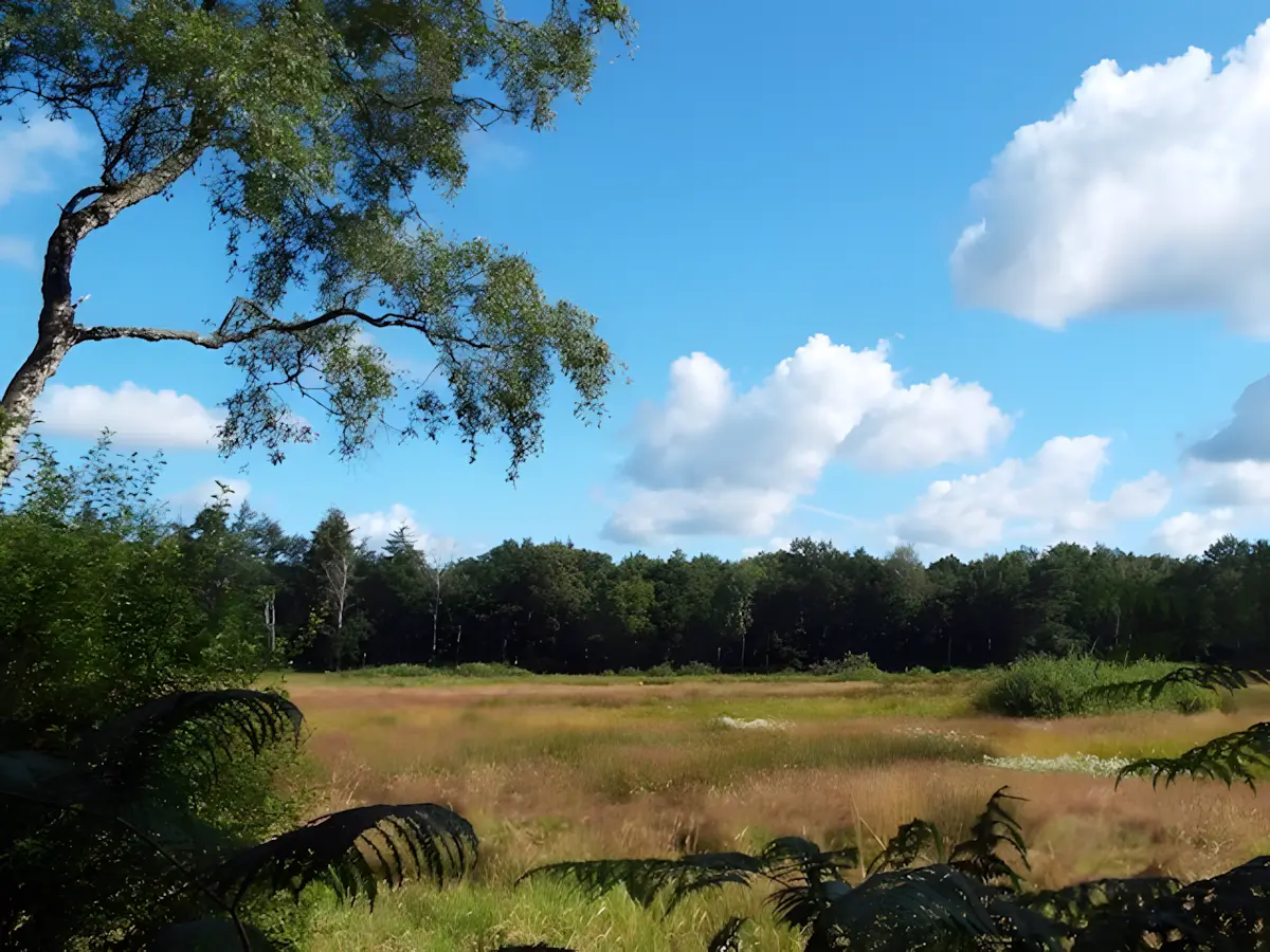 natte graslanden