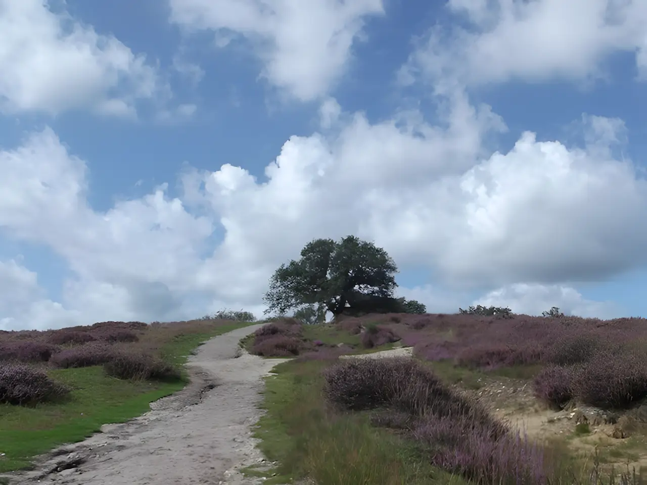 de mookerheide
