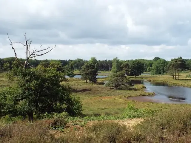 the fen area