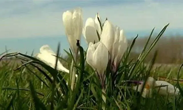 witte krokussen