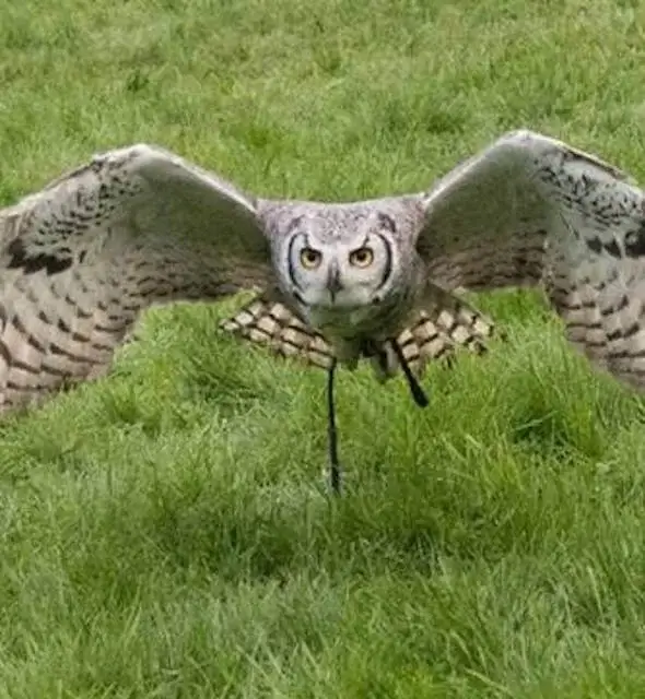 oehoe