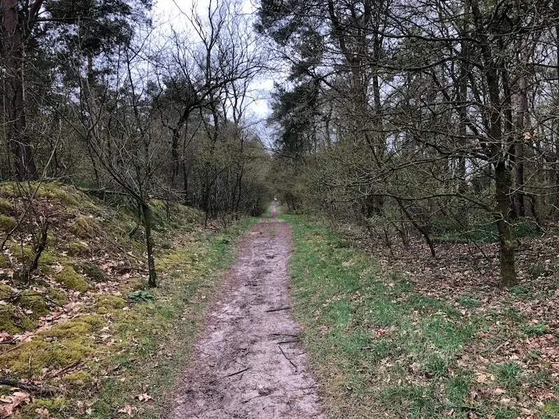 bospad in het bergerbos