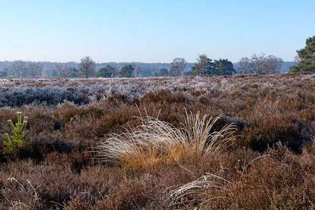 hilvense heide