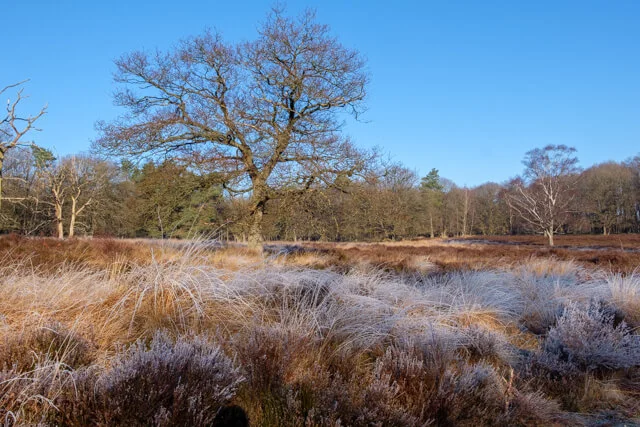 loenense bos