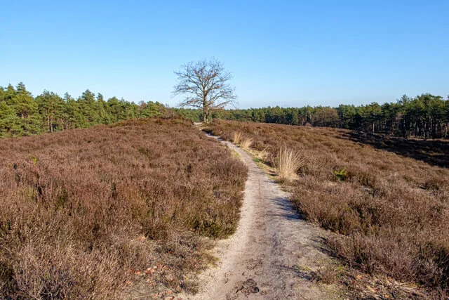 nice path through the heather